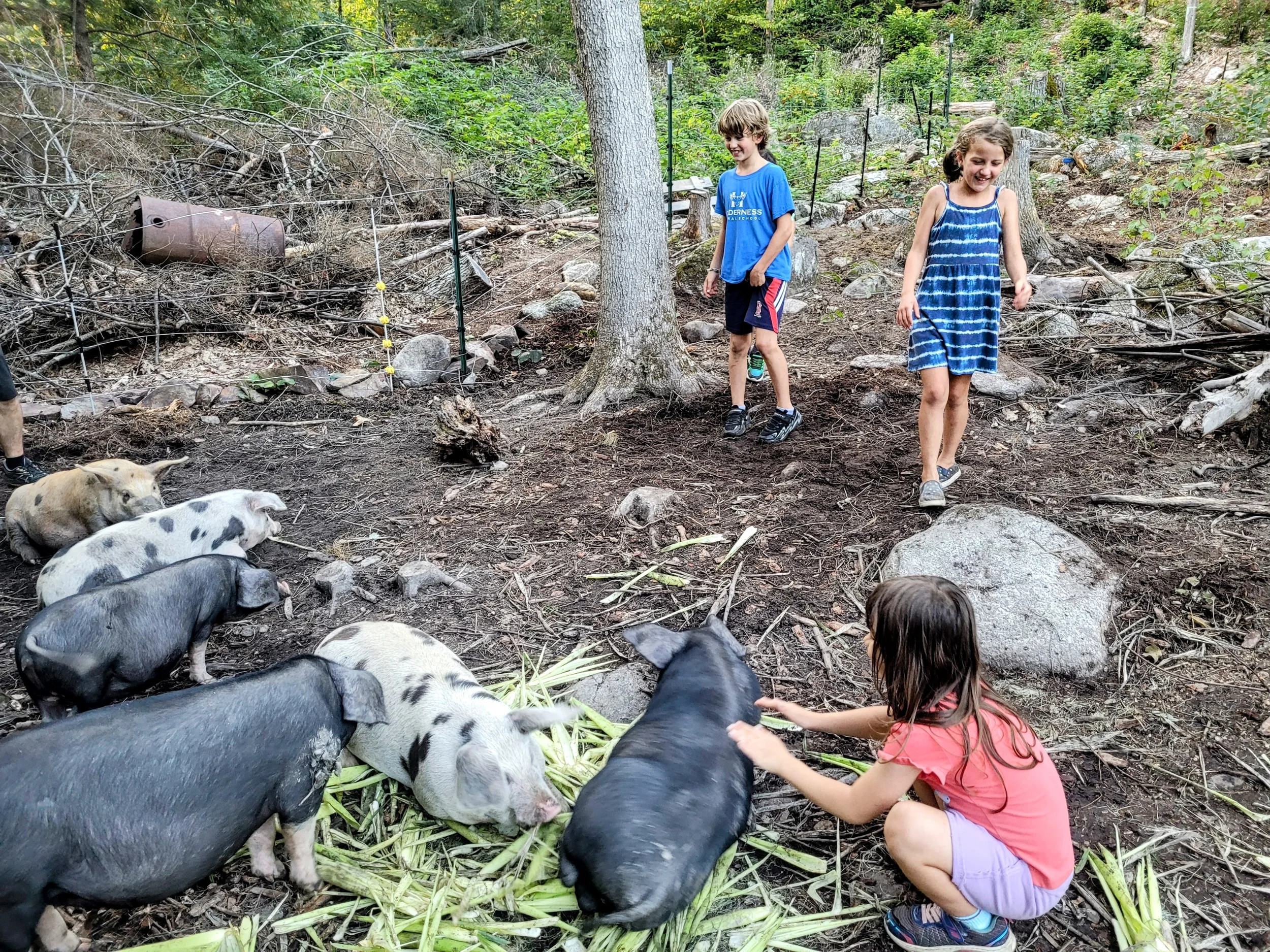 farm animals, squam lake, family friendly