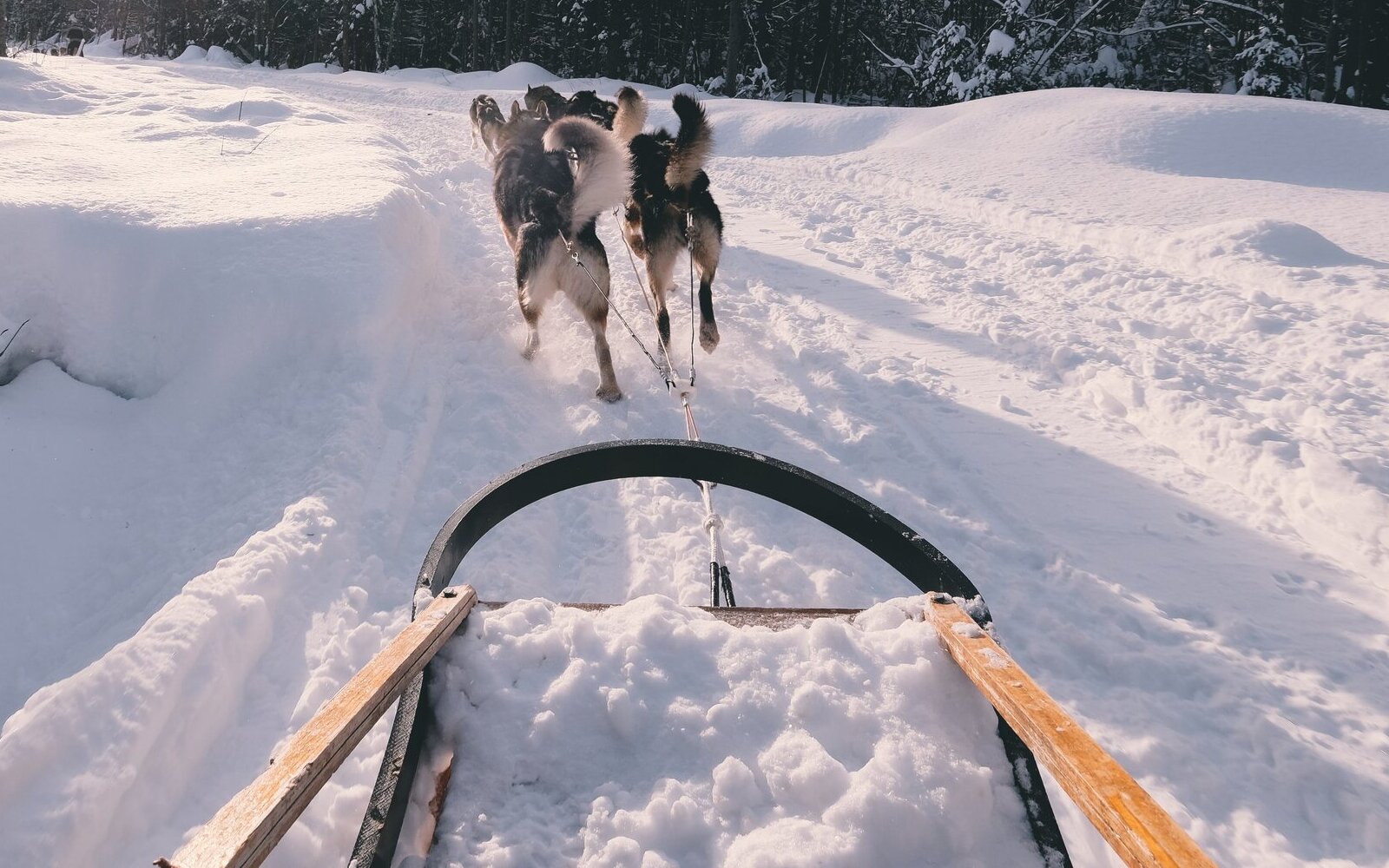 dogs pulling sled