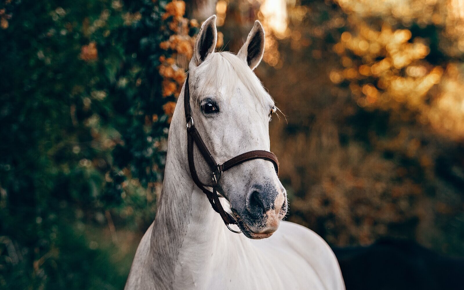 white horse 