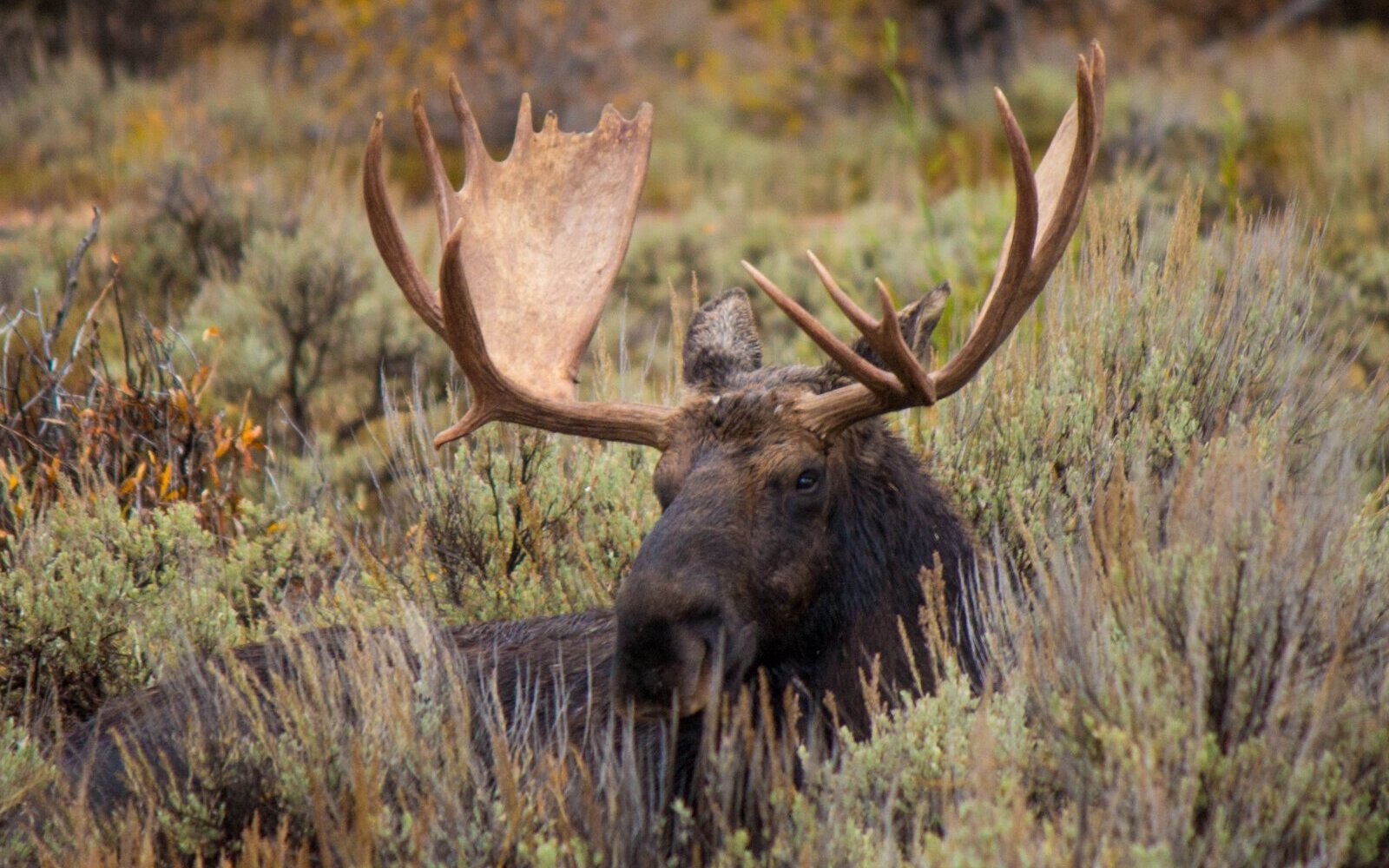 moose in under brush